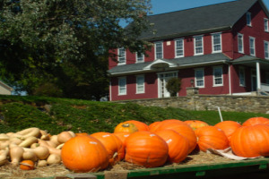 Pumpkins